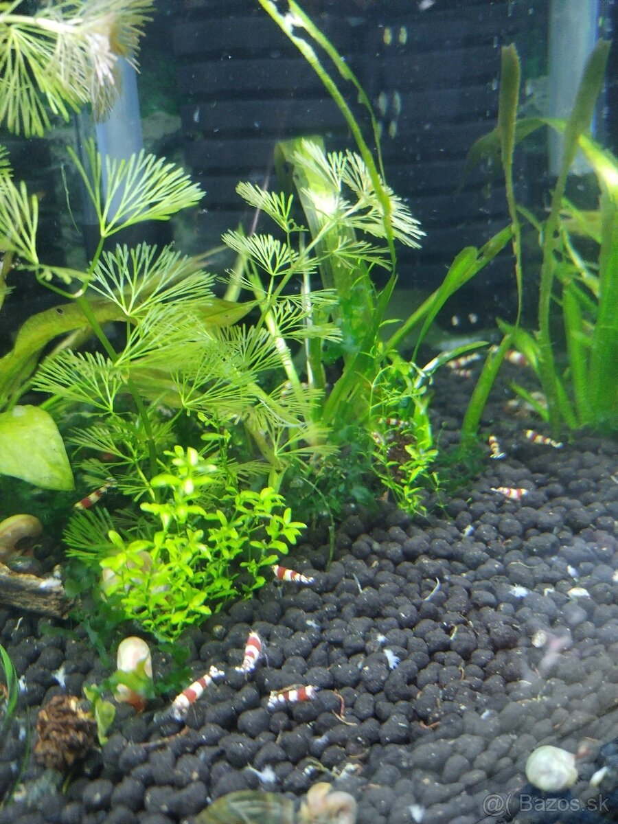 Predám Caridina Crystal Red - 2