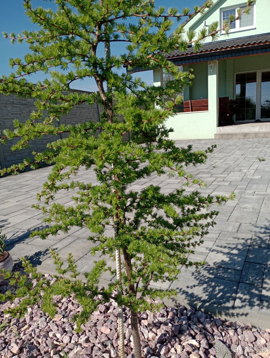 Smrekovec japonský - 2