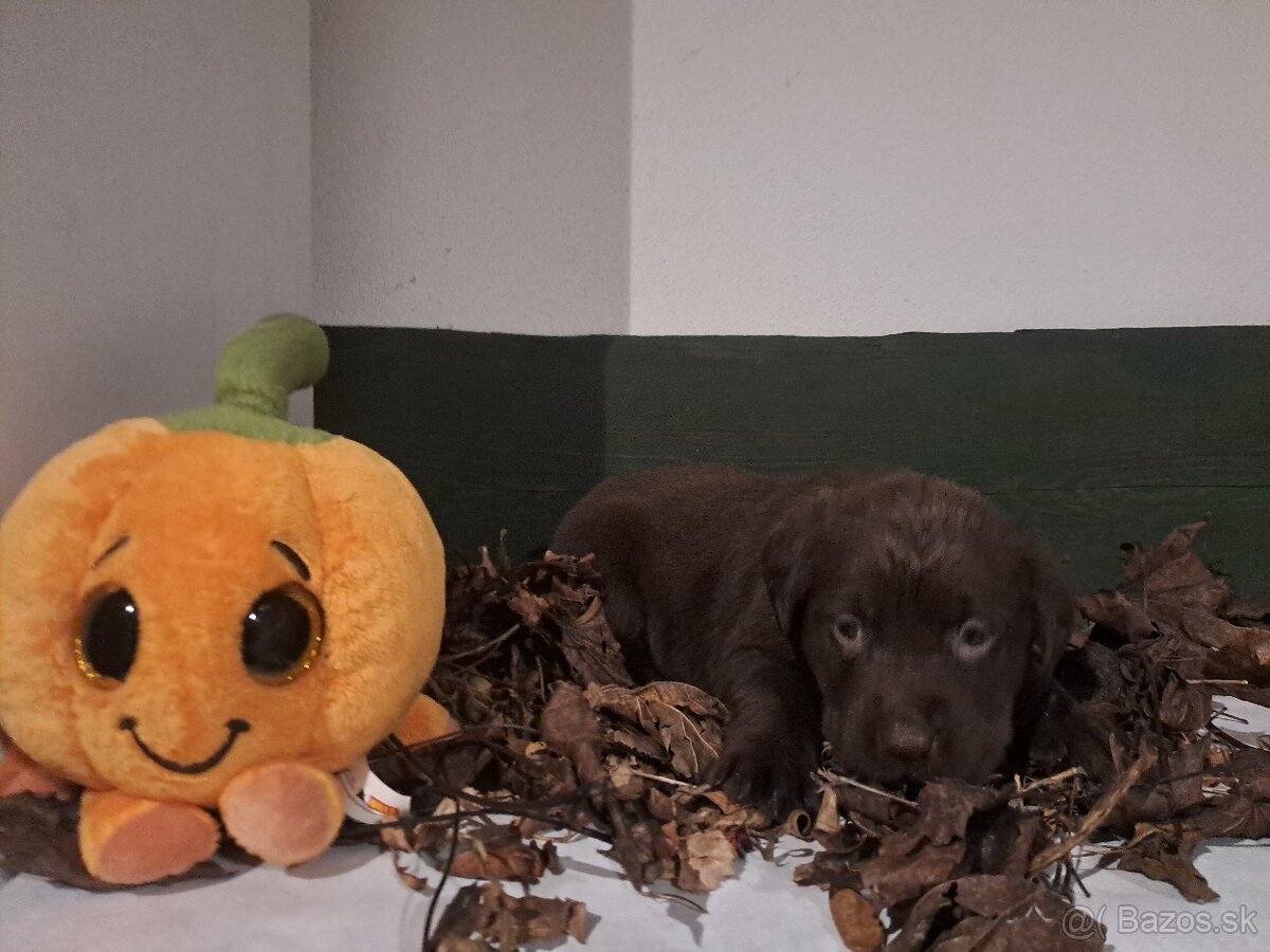 Labrador čokoladový - 2