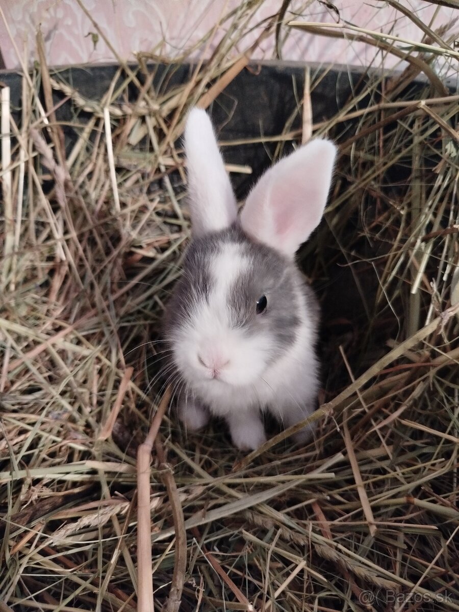 Predám zakrslých zajačikov. - 2