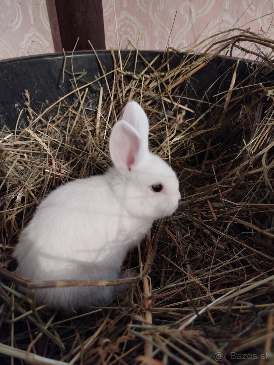 Predám zakrslých zajačikov. - 2