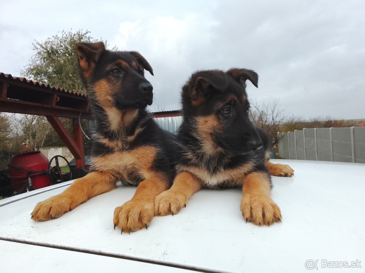 Nemecký ovčiak - 2
