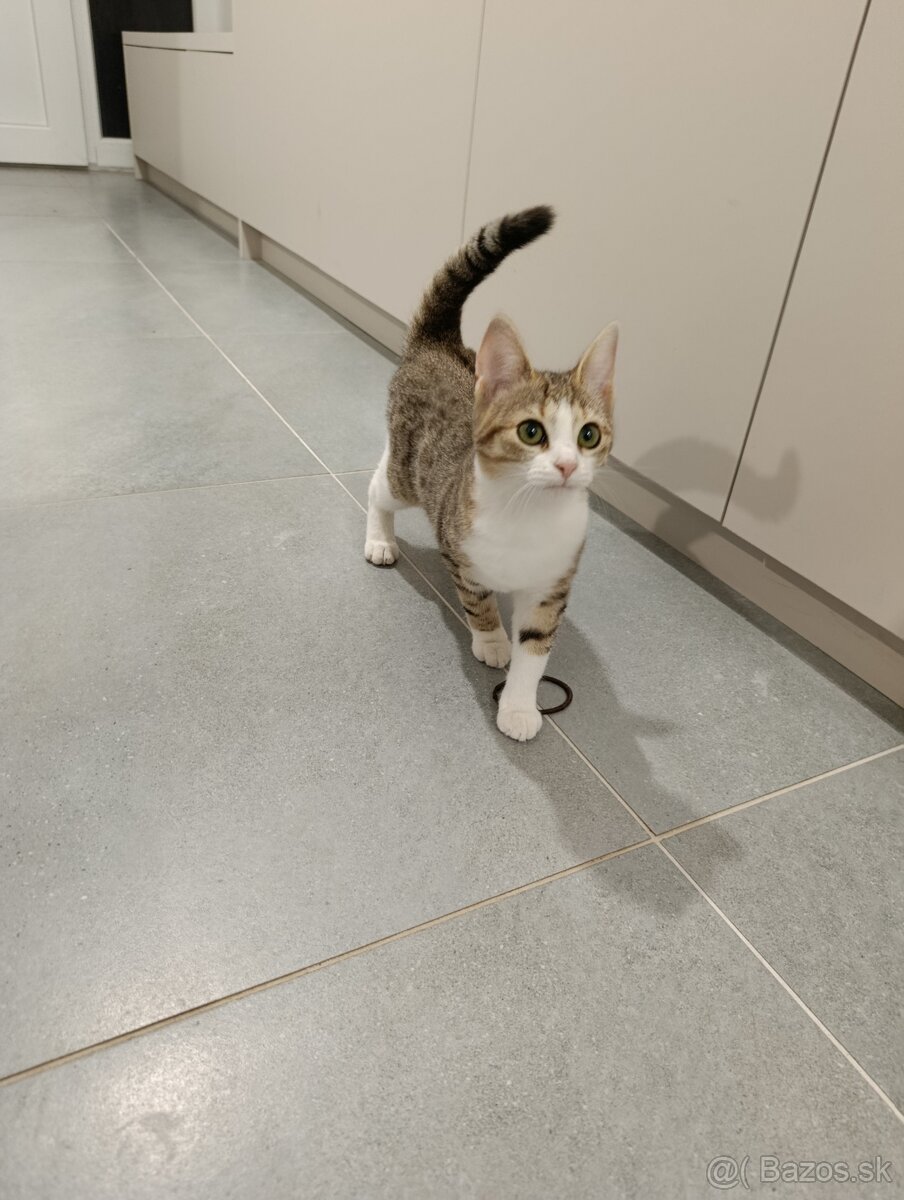 Darujem mačiatko - 2