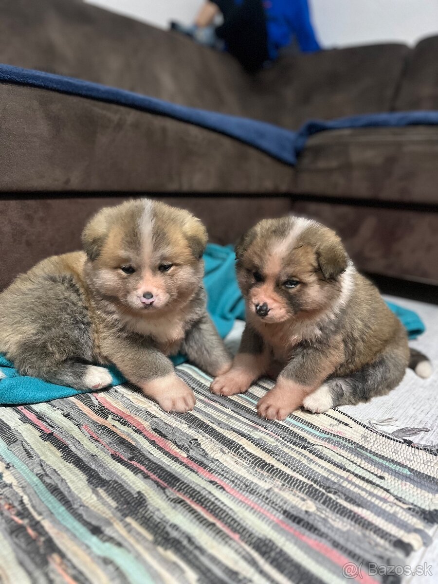 Šteniatka Akita Inu - 2