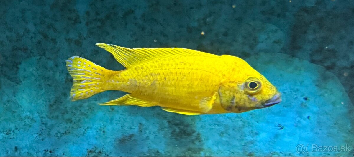 Africké cichlidy, rôzne druhy - 2