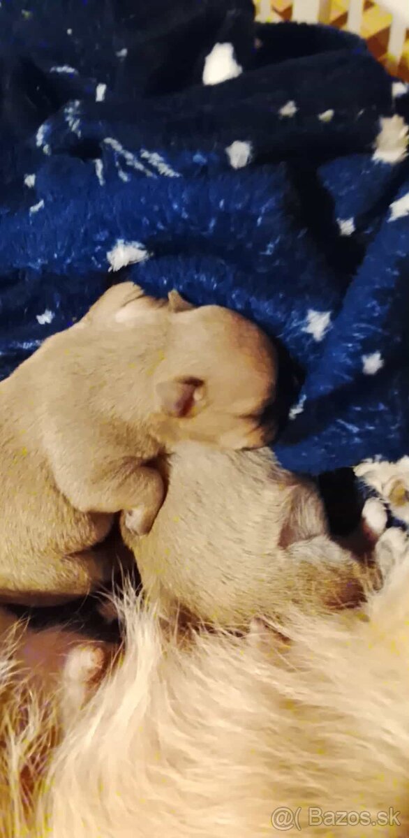 Krásne šteniatko mini čivavy - 2