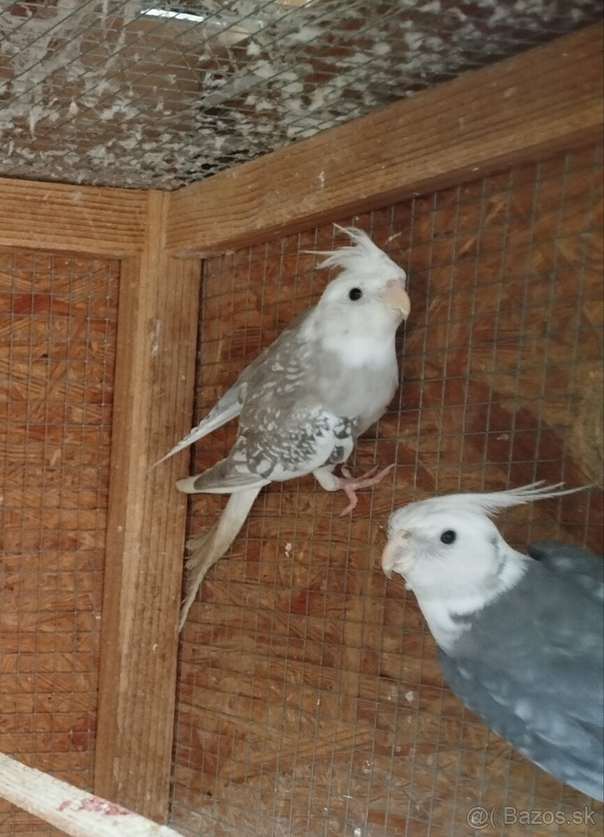 Korela bielohlava - 2