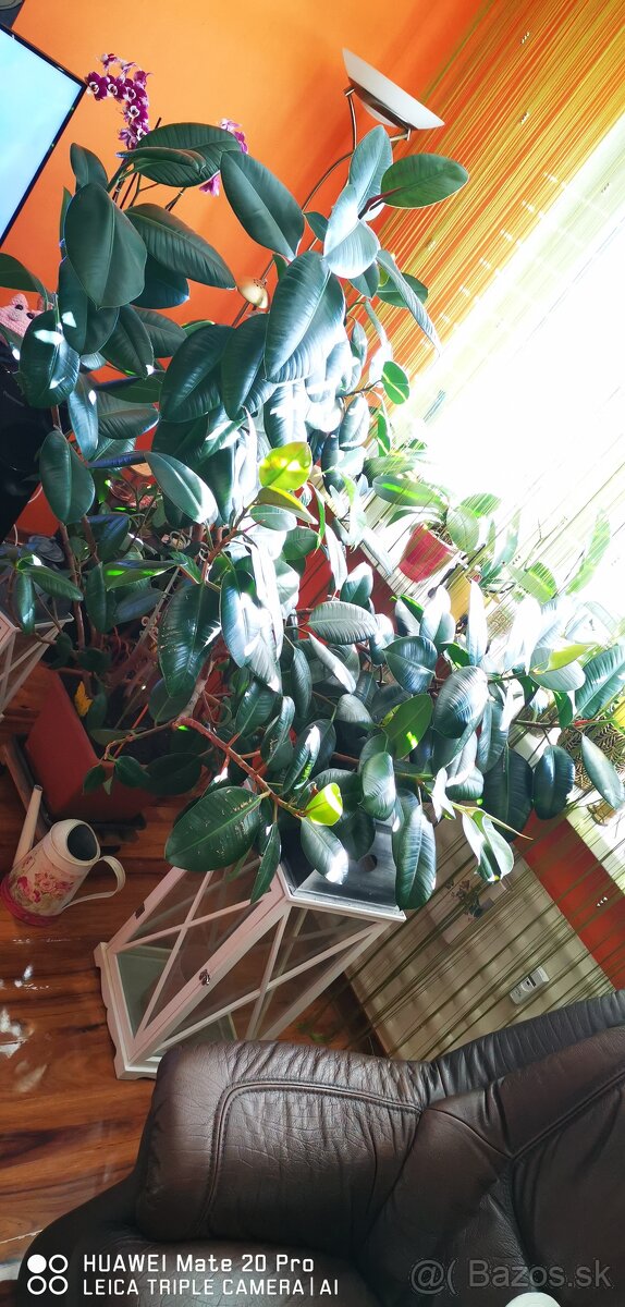 Ficus elastica - 2