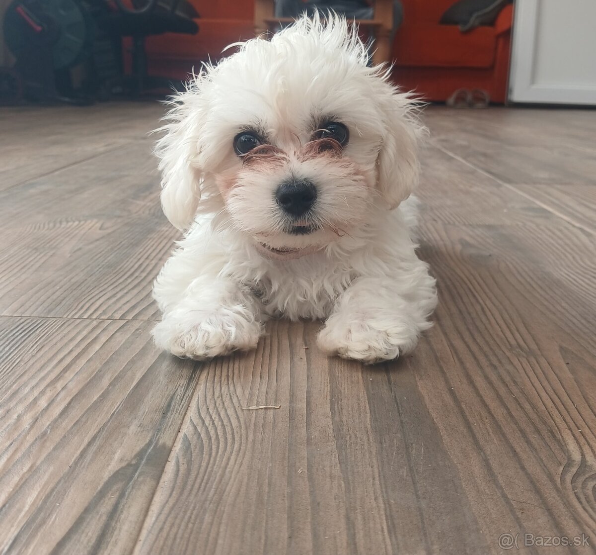 Maltezák - 2