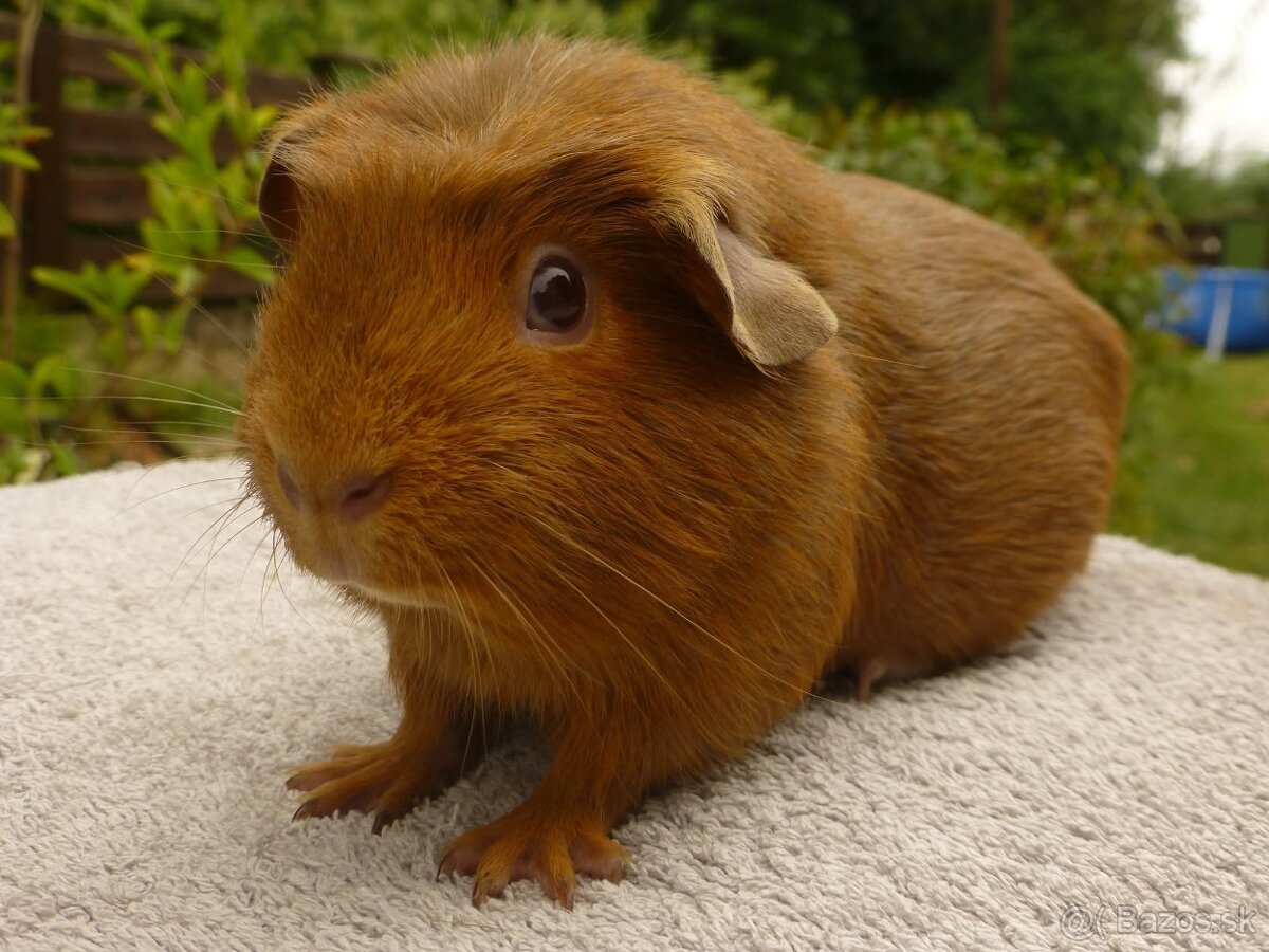 Ušľachtilé morčiatka - 2