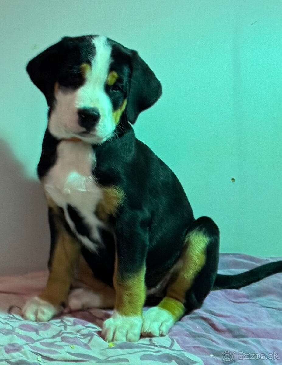 velky švajčiarsky salasnický pes - 2