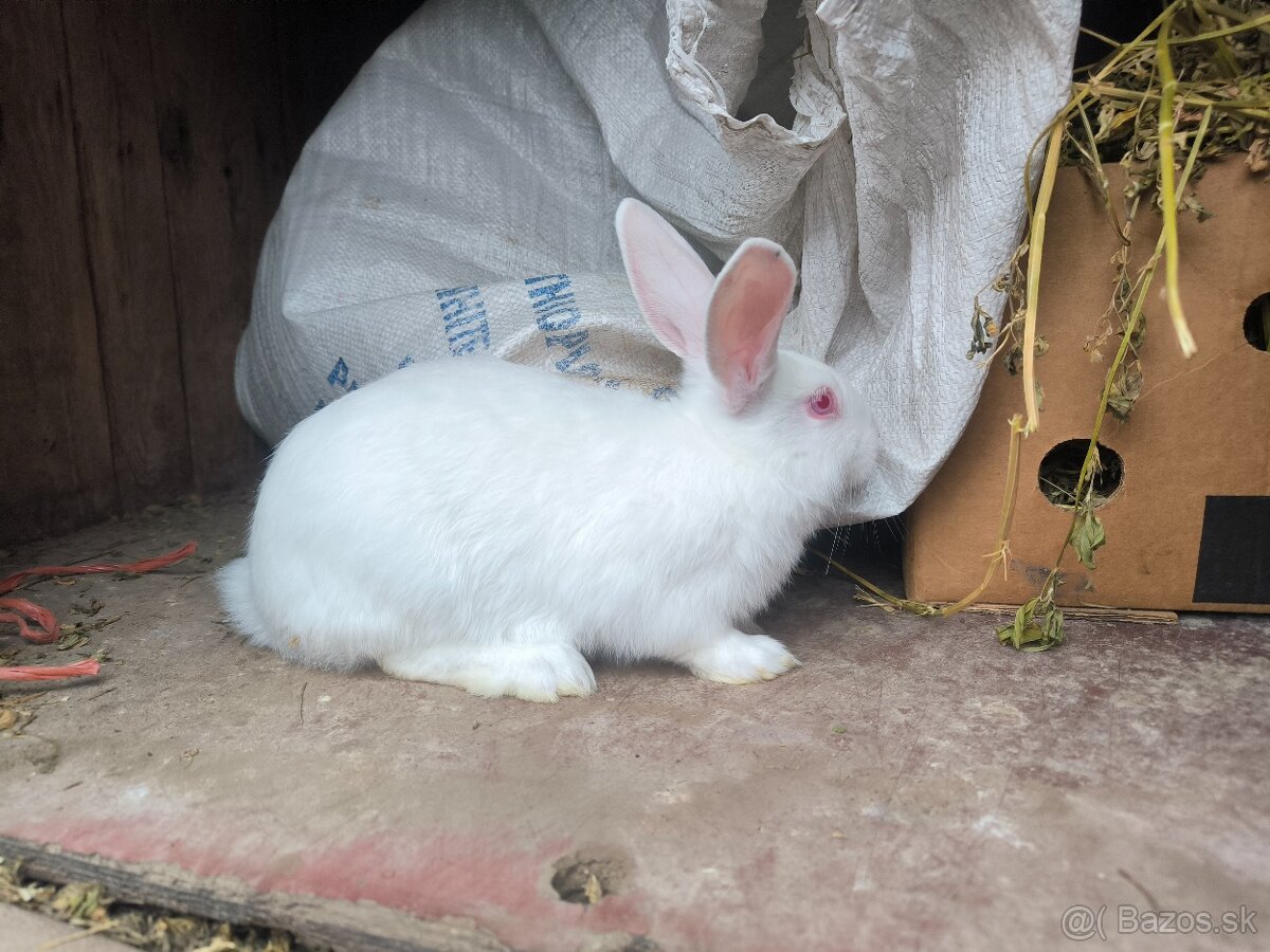 Predám králiky domáce (hyla) - 2