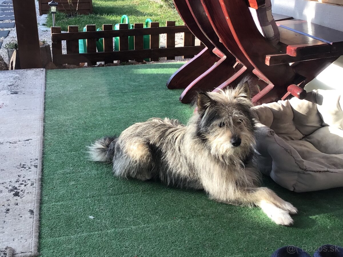 Darujem psika do dobrych ruk. - 2