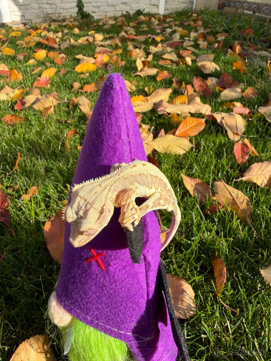 Pagekon riasnatý / Crested gecko - 2