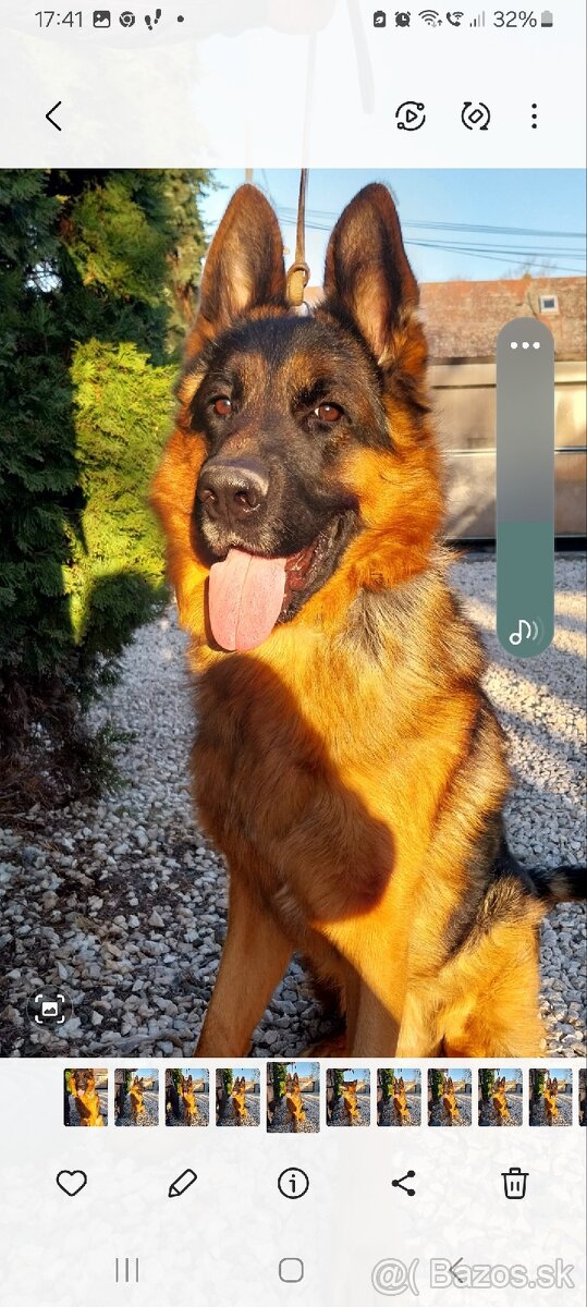 Nemecký ovčiak s PP - 2