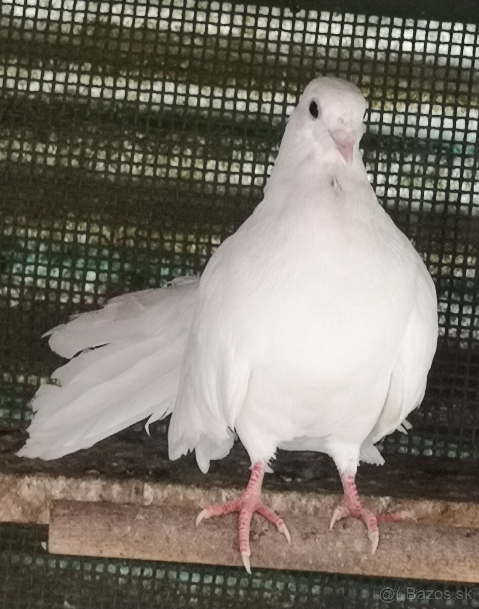 Predám holubov anglických pávikov : - 2