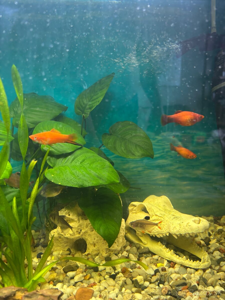 Predám akváriové rybičky – plata Mickey Mouse 🐟 - 2