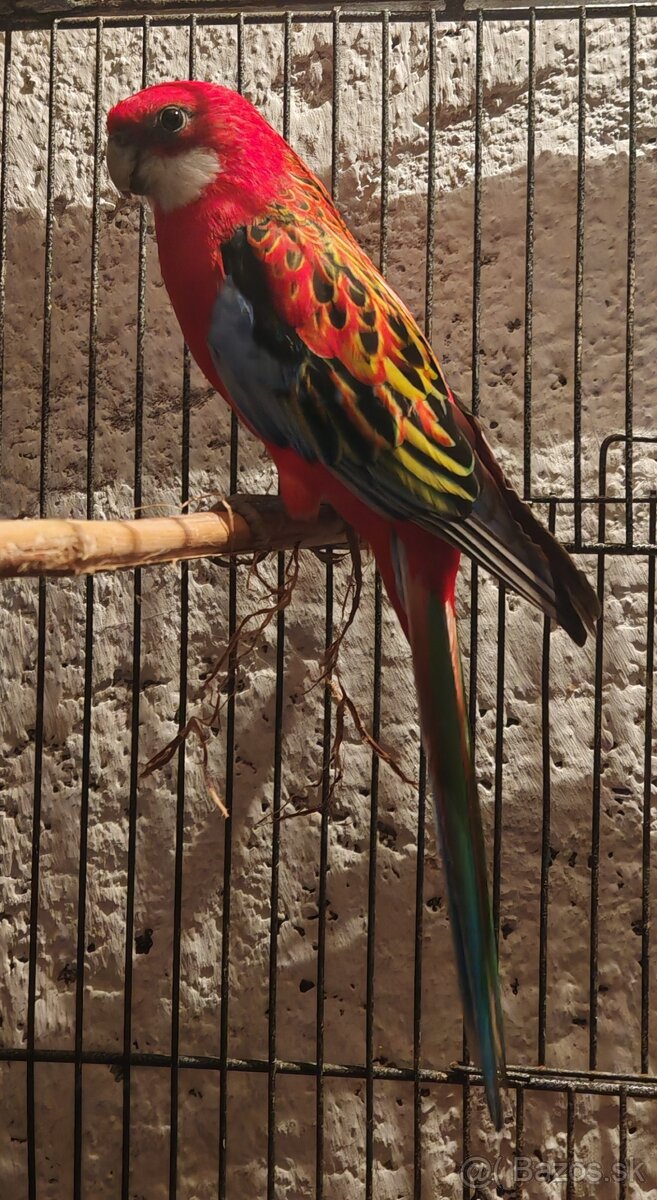 Rozela pestrá - pár - 2