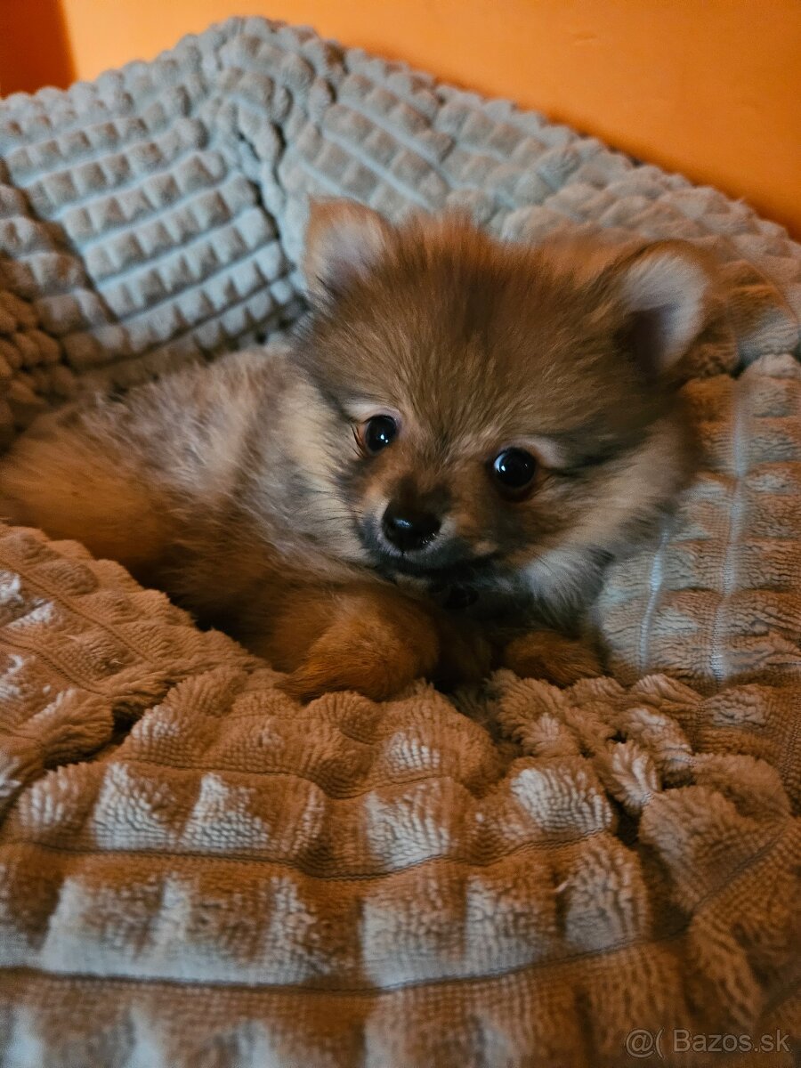 Predám šteniatko Nemeckého trpasličieho špica oranžoveho - 2