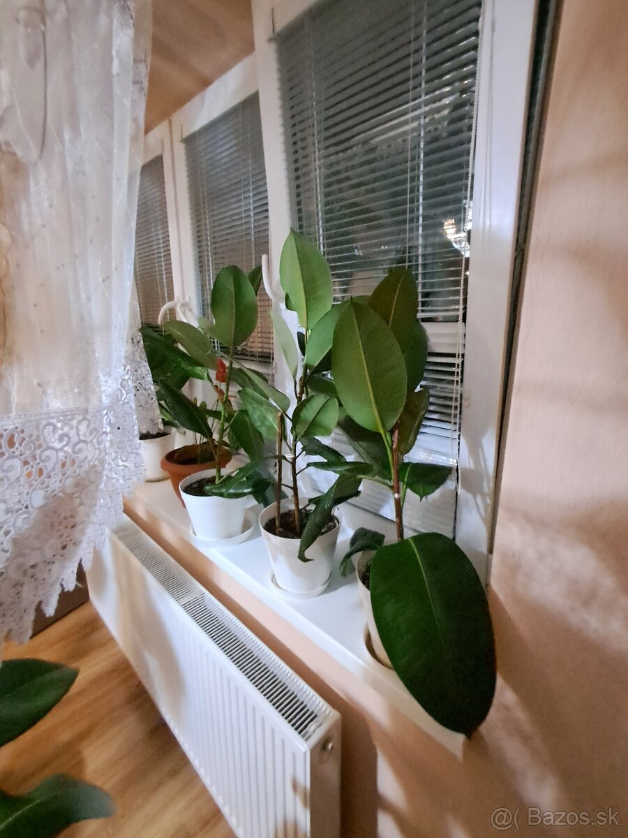 Ficus izbový - 2