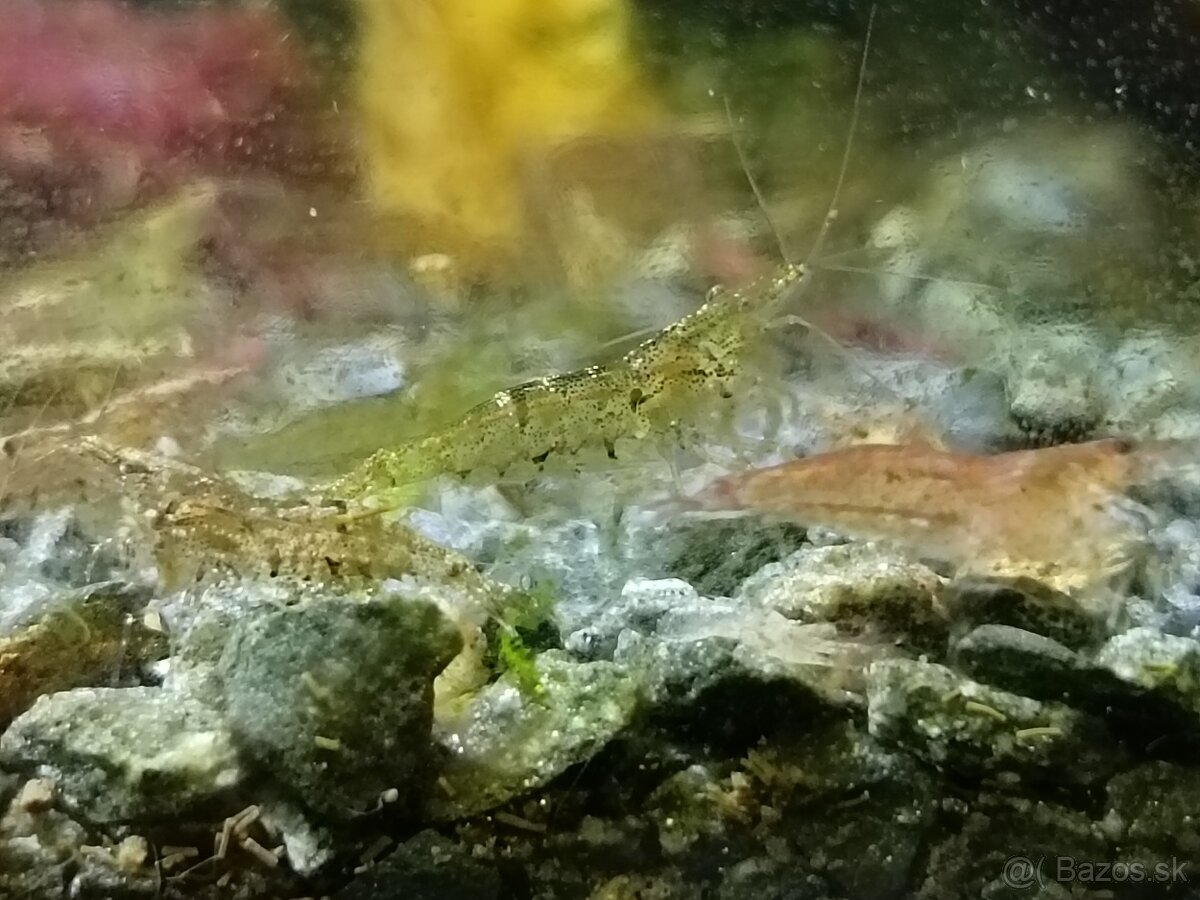 Predám krevetky - 2