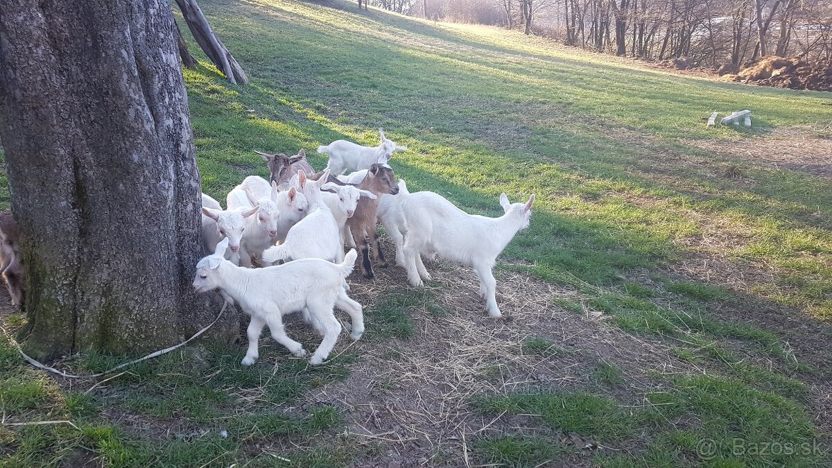 Predám kozliatka - 2