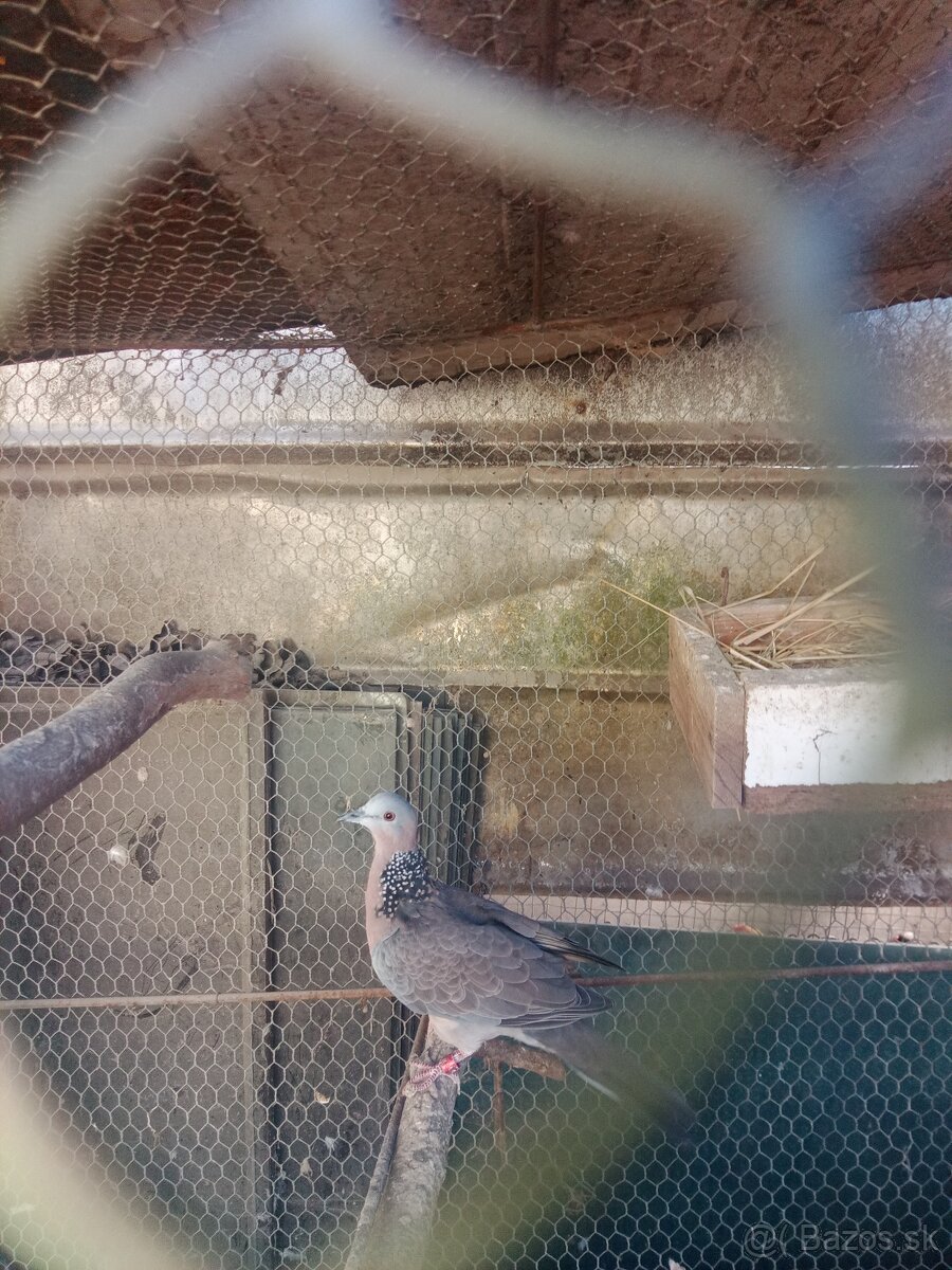 Hrdlička činska - 2