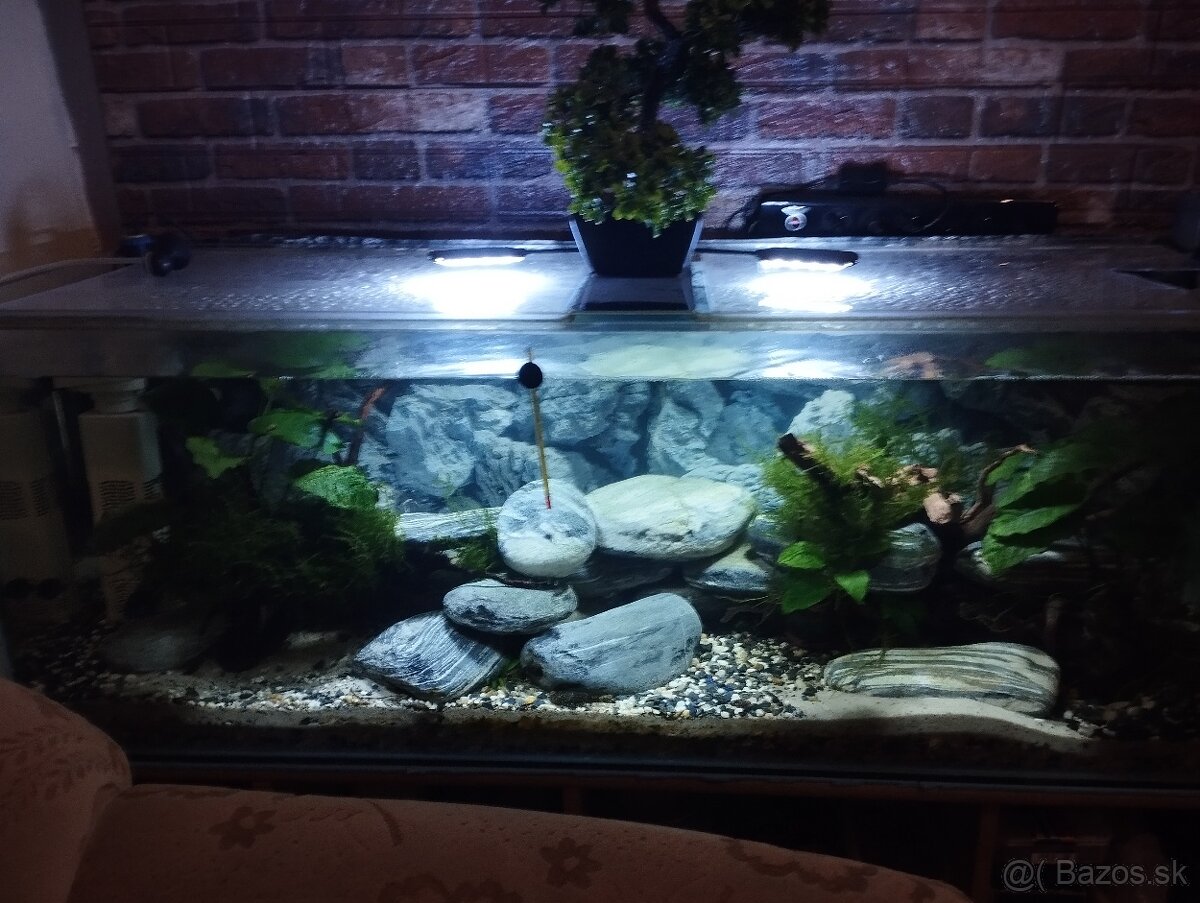Akvárium - 2