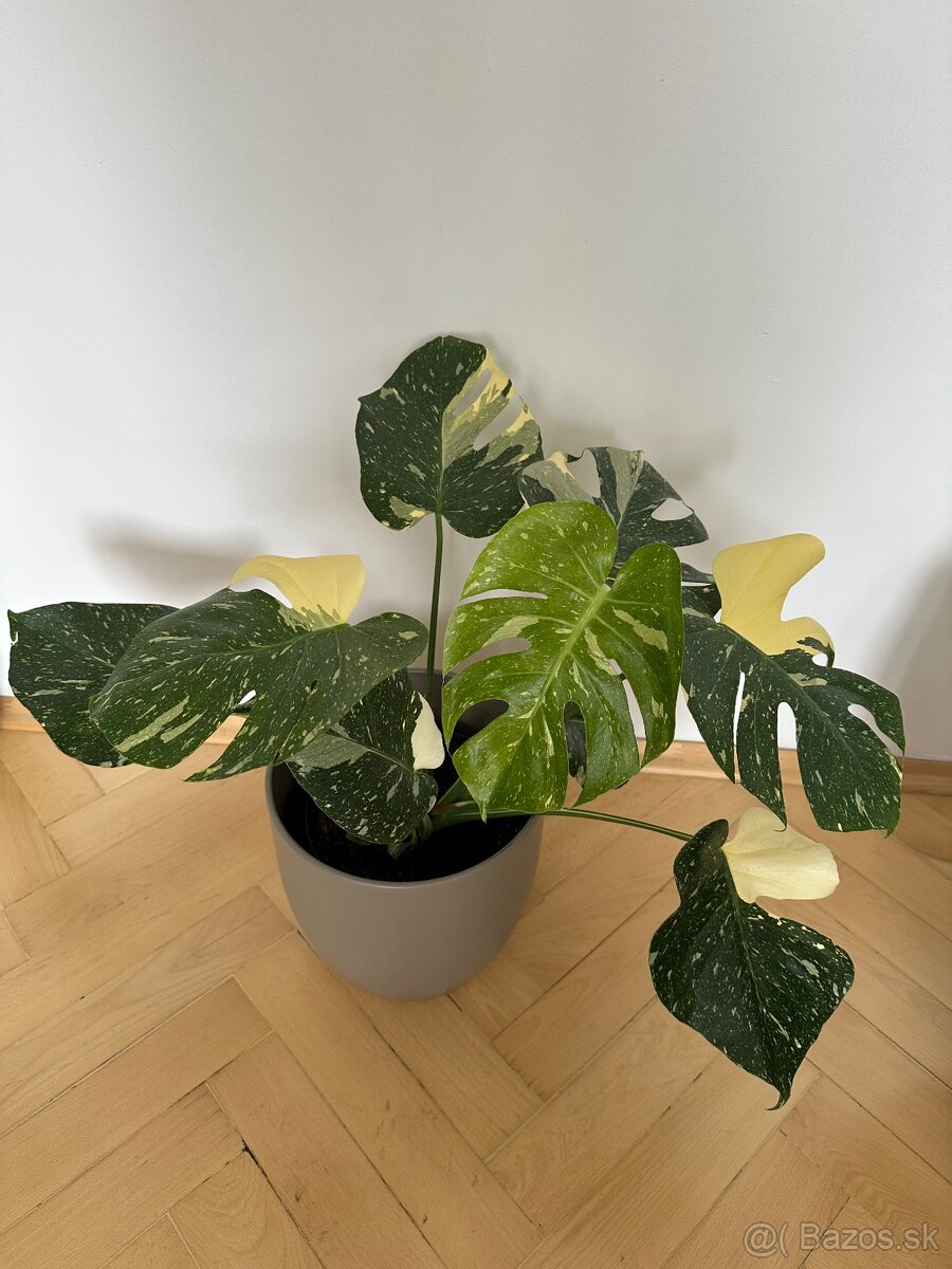 Monstera thai constalation - 2