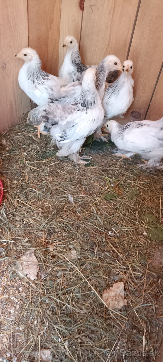 Brahman columbia brahmanky - 2