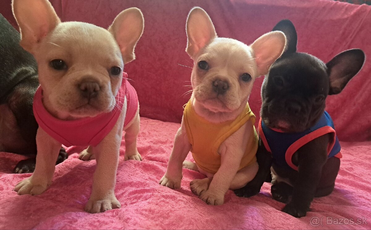 🐾 Na predaj šteniatka francúzskeho buldočka 🐾
- 2