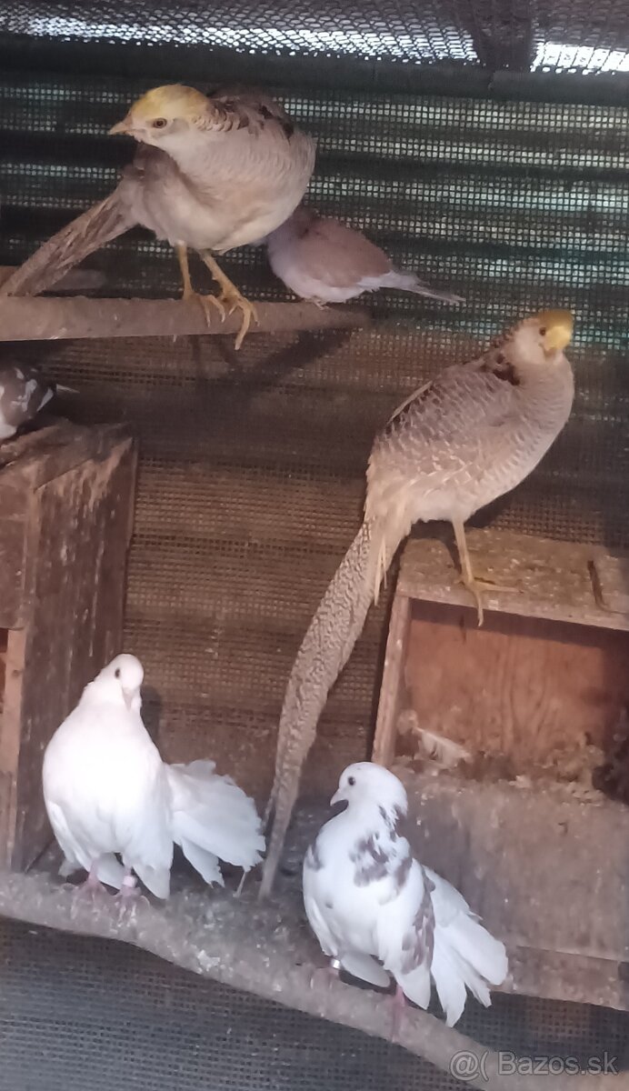 Predám bažantov zlatožltých : - 2