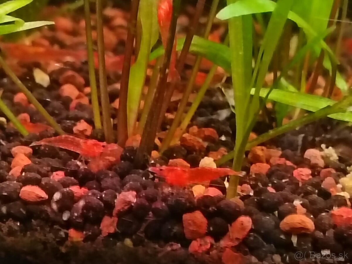 Krevety, krevetky - 2