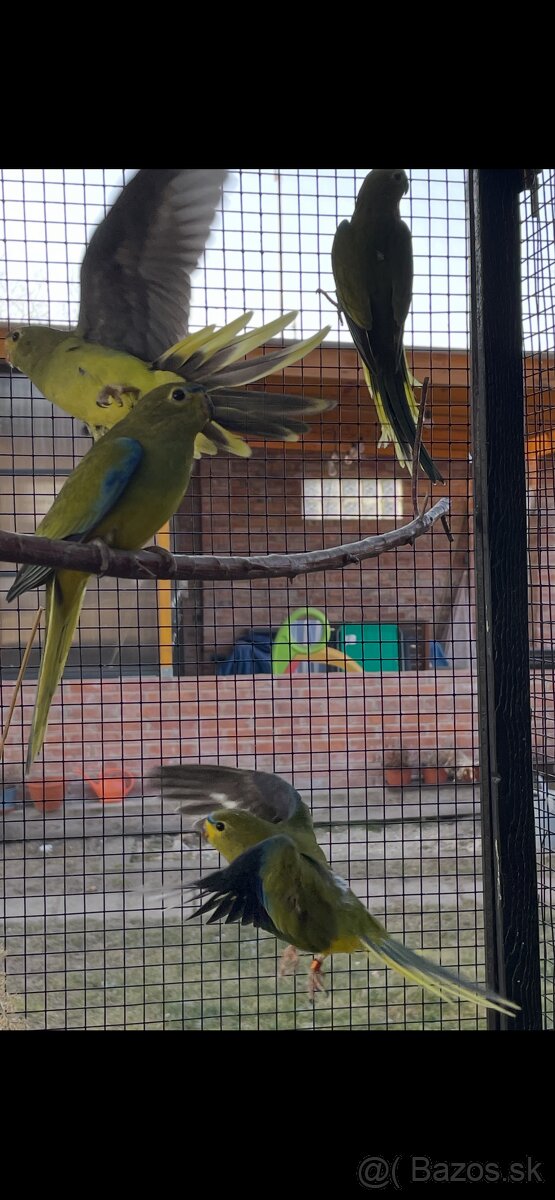 Neoféma ozdobná - 2