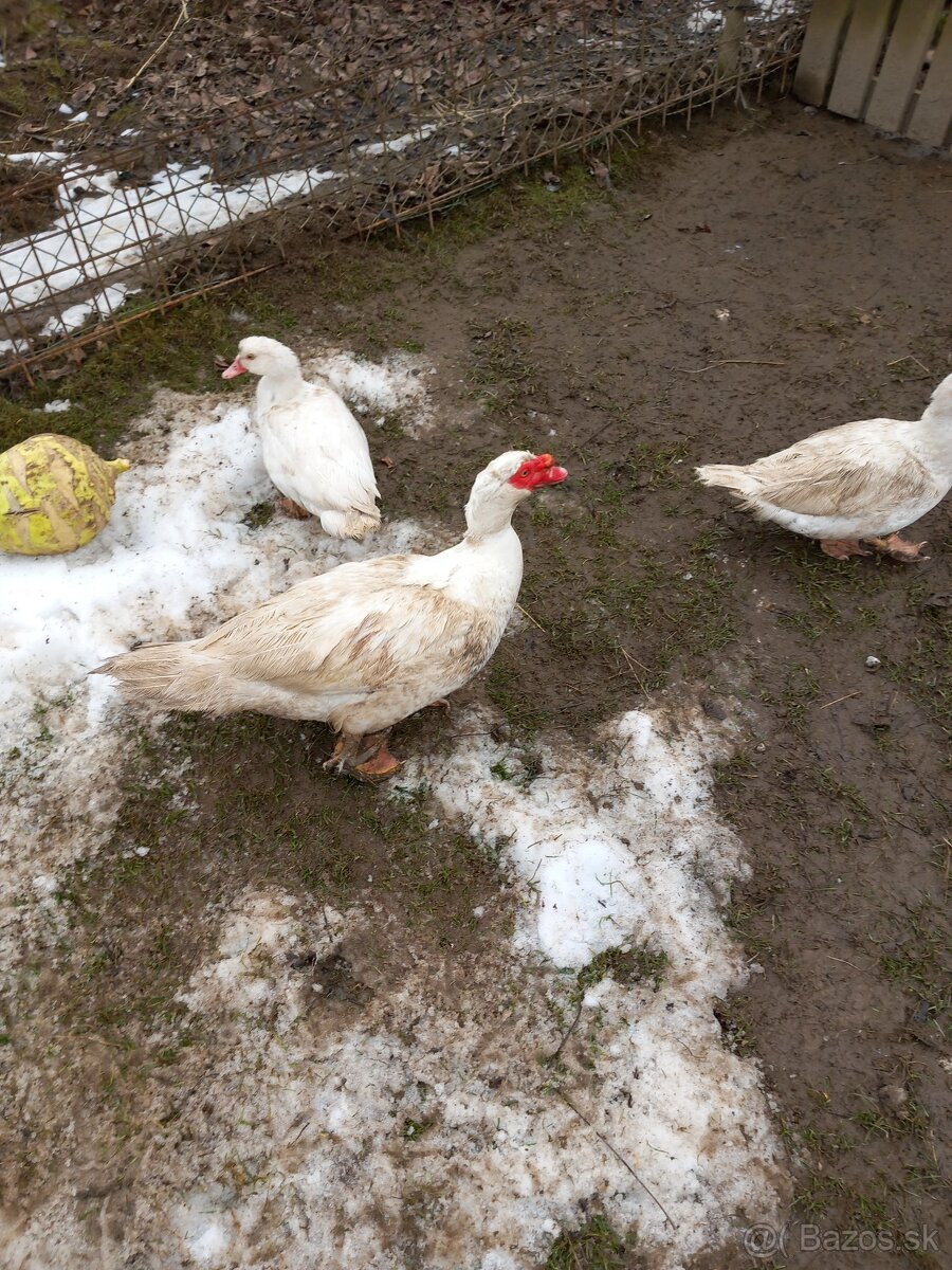 Predám káčerov - 2