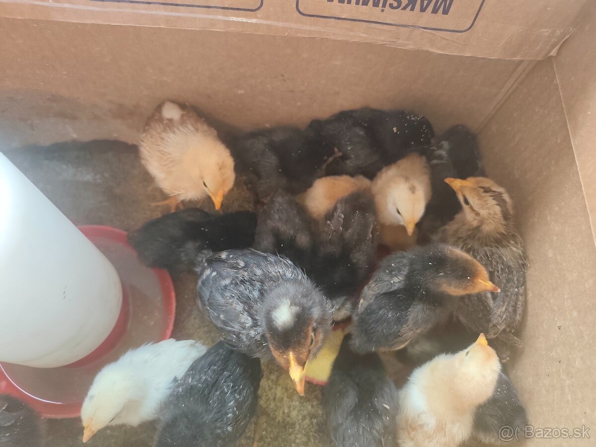 Kuriatka týždňové - 2