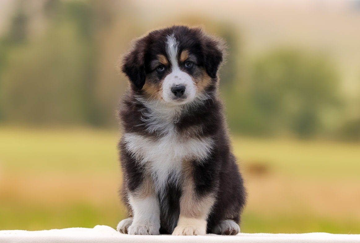 Austrálsky ovčiak s pp - 2