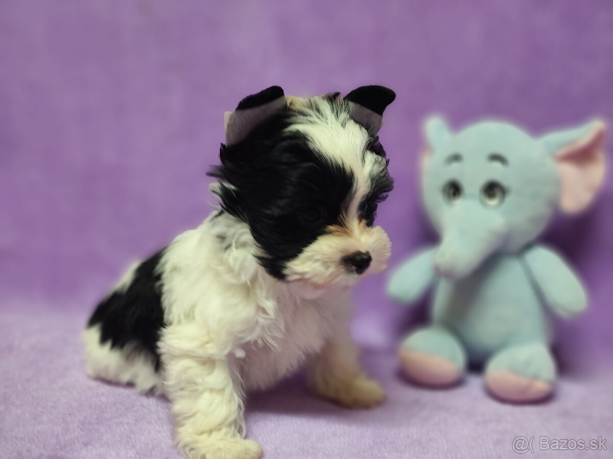 Yorksirsky terier - Biewer,coko,cierny - 2