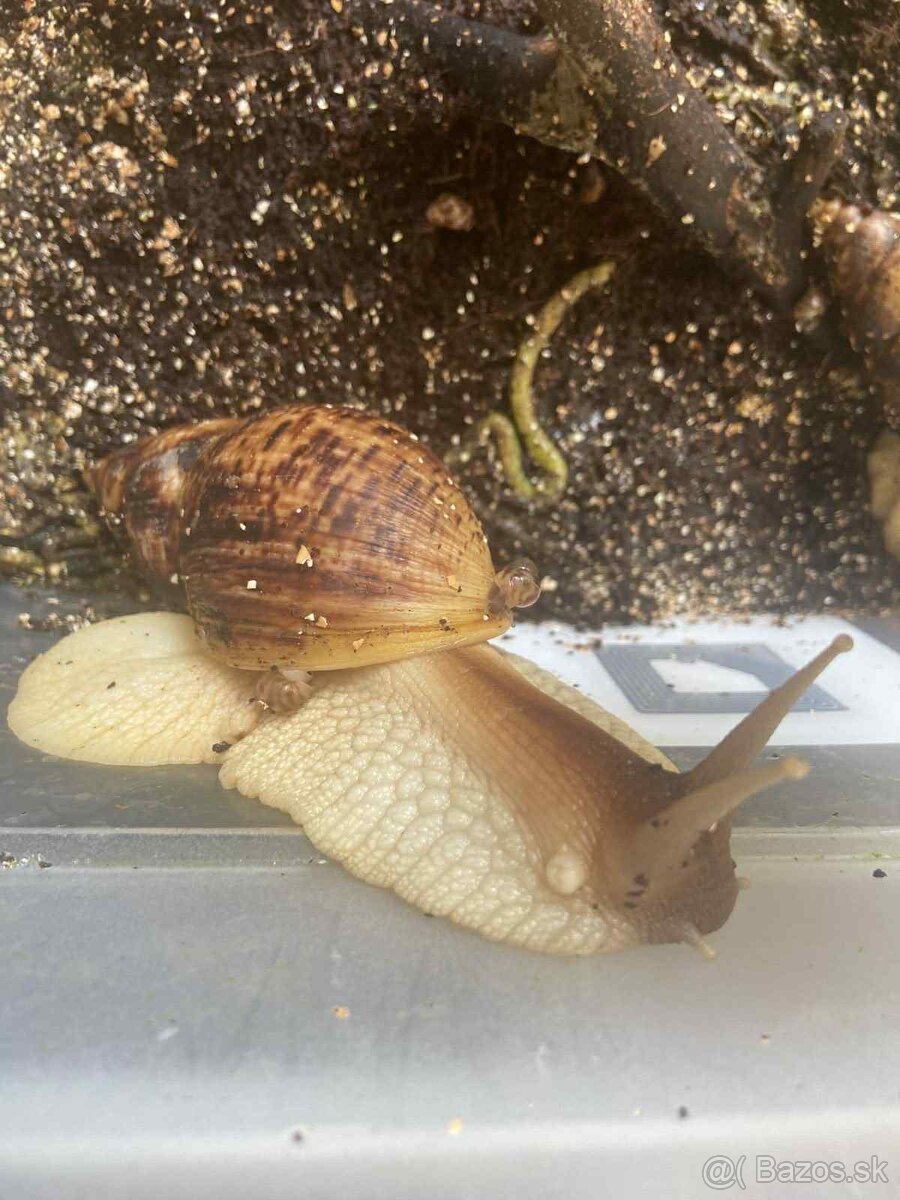 Darujem mláďatá Slimáka afrického - 2