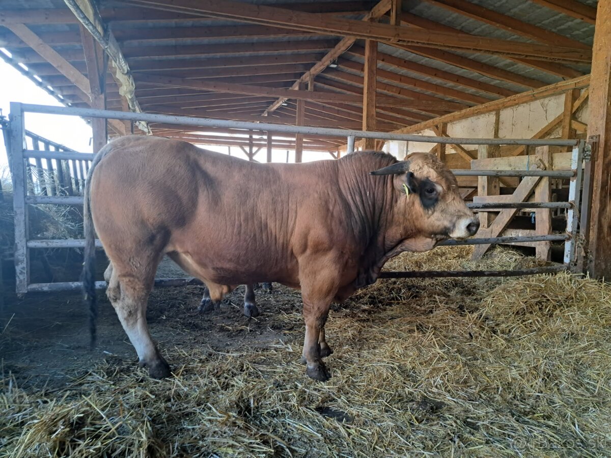 Plemenný býk Aubrac - 2