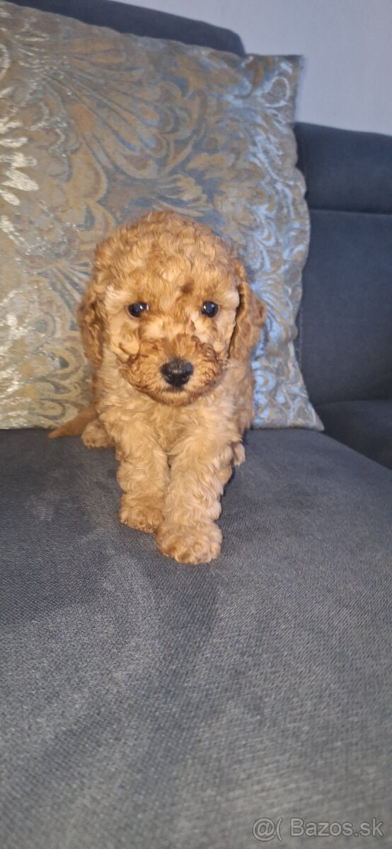 Pudel Trpasličí - 2