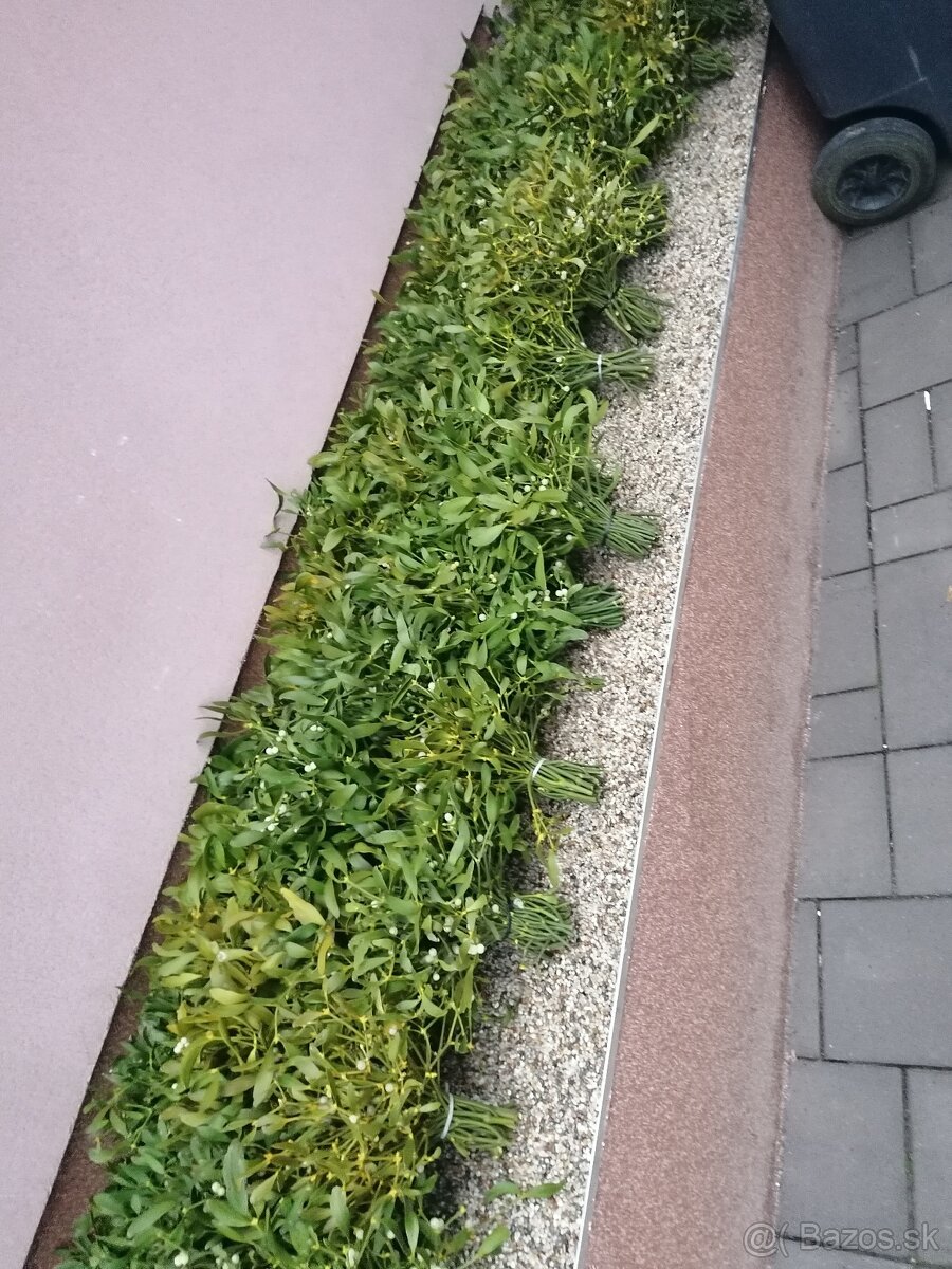 Ponúkame na predaj Imelo - 2