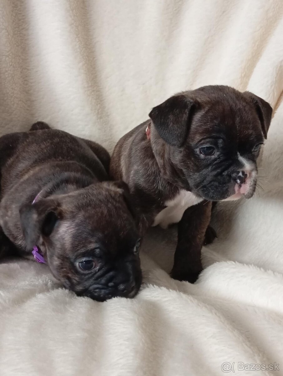 Francúzsky Buldoček - 2