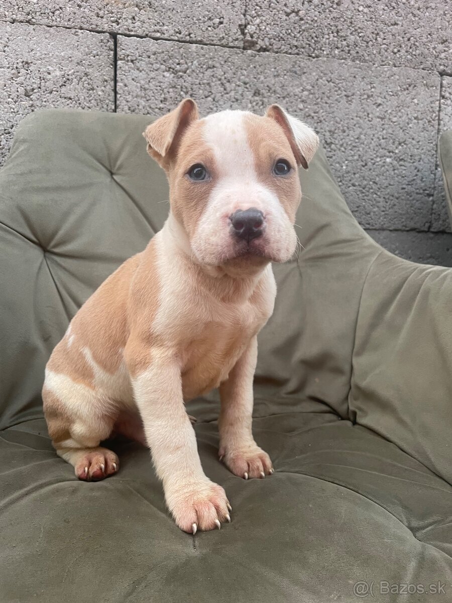 Americký stafordšírsky teriér, Amstaff - 2