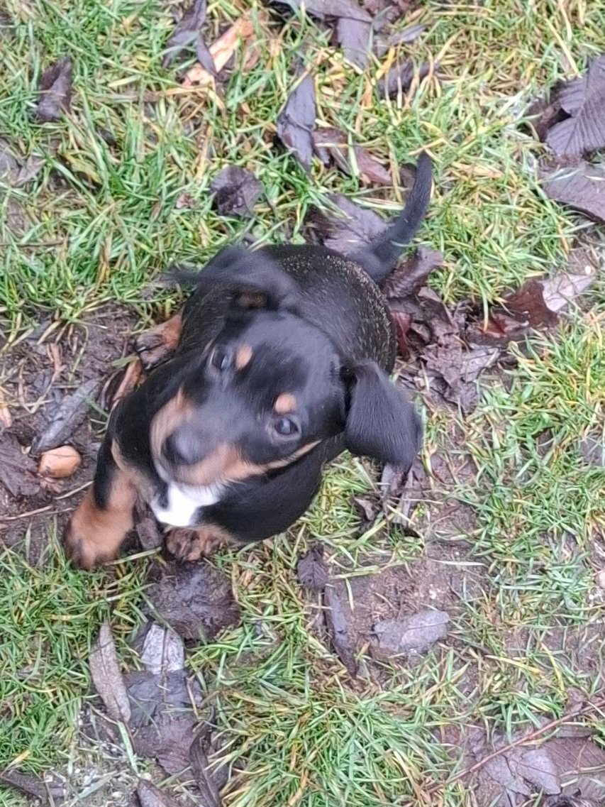 Trpaslíči jazvečík - 2