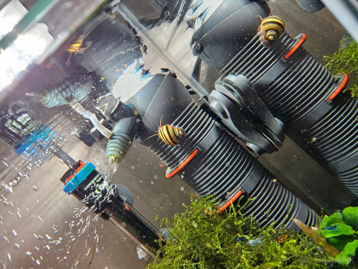 Akcia-Mini ampulária špirálová - Asolene spixi - 2