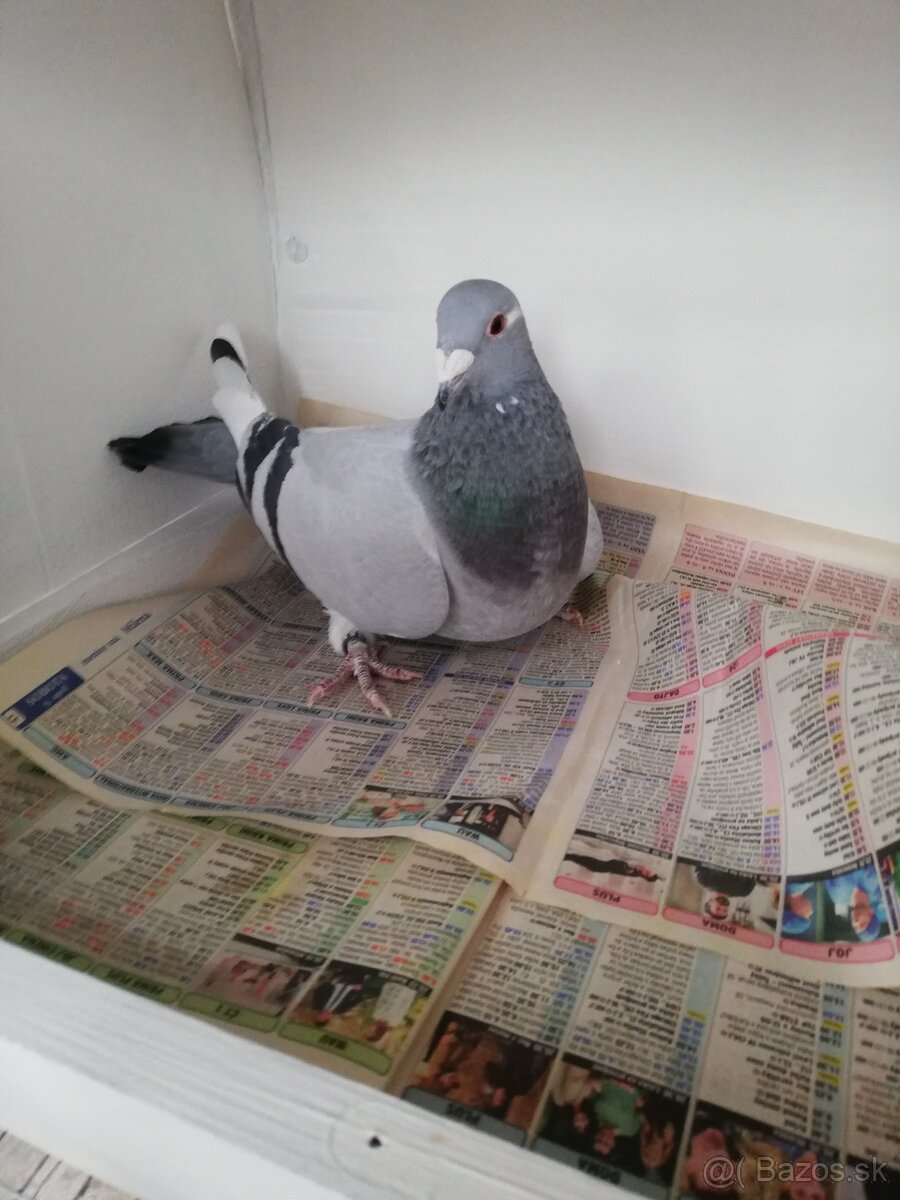Predam PH HOLUBY - 2