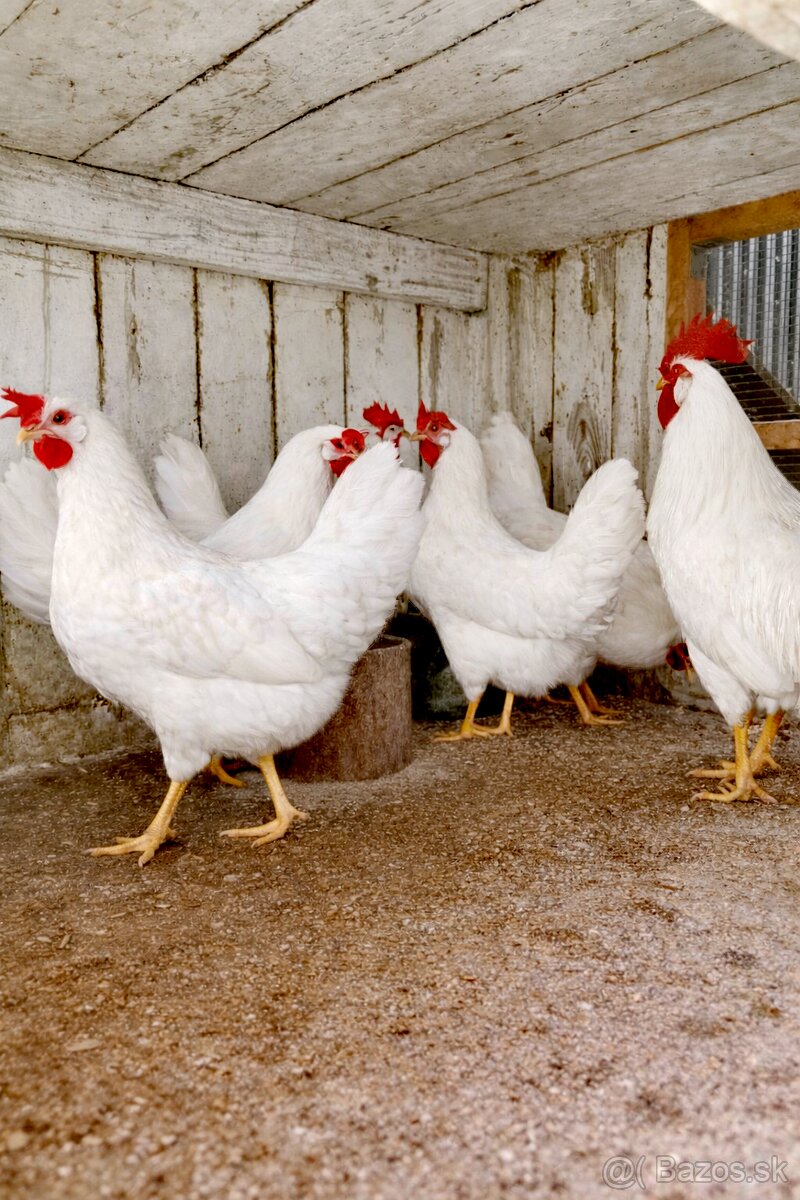 Nasadove vajcia Leghorn - 2