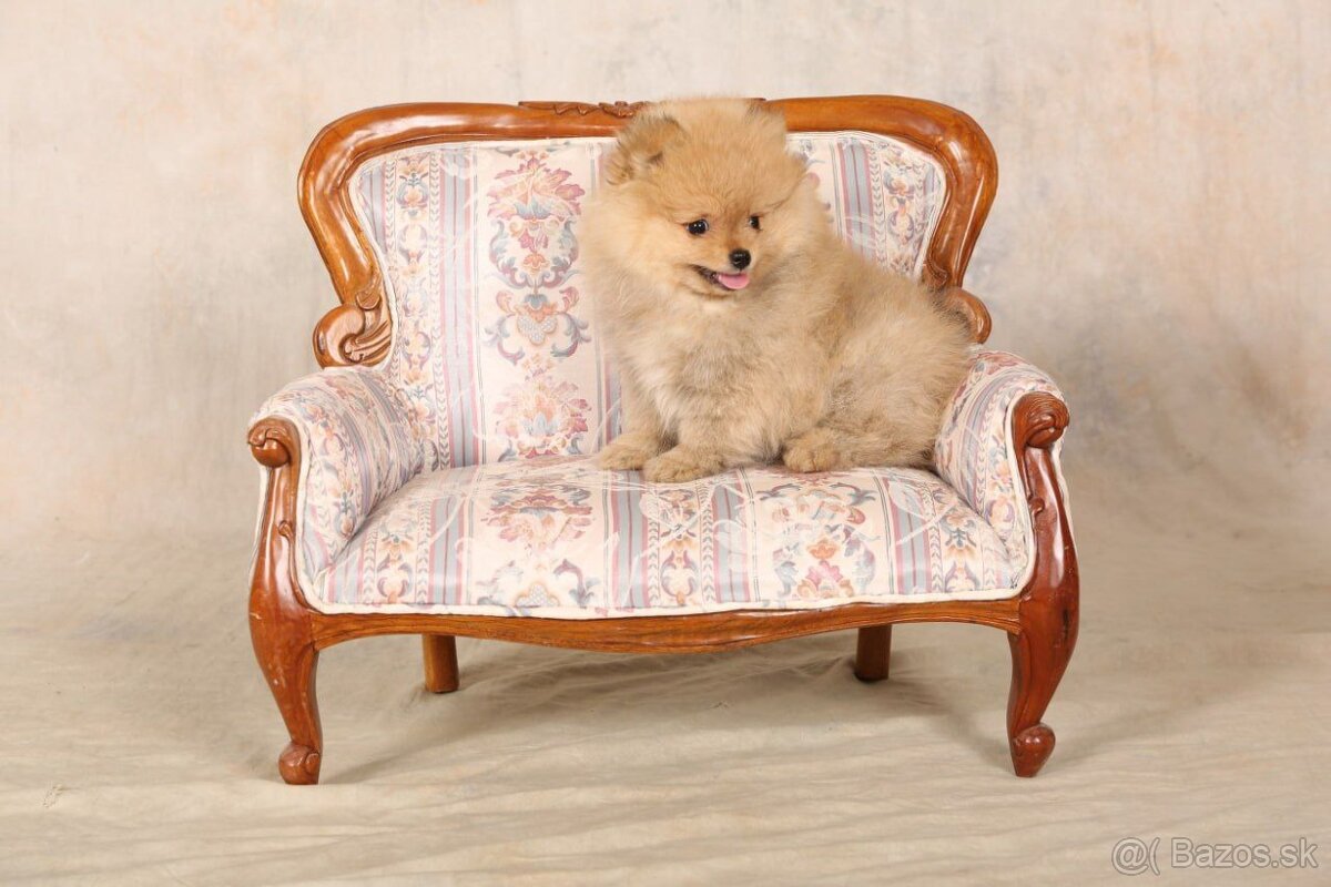 Pomeranian - 2