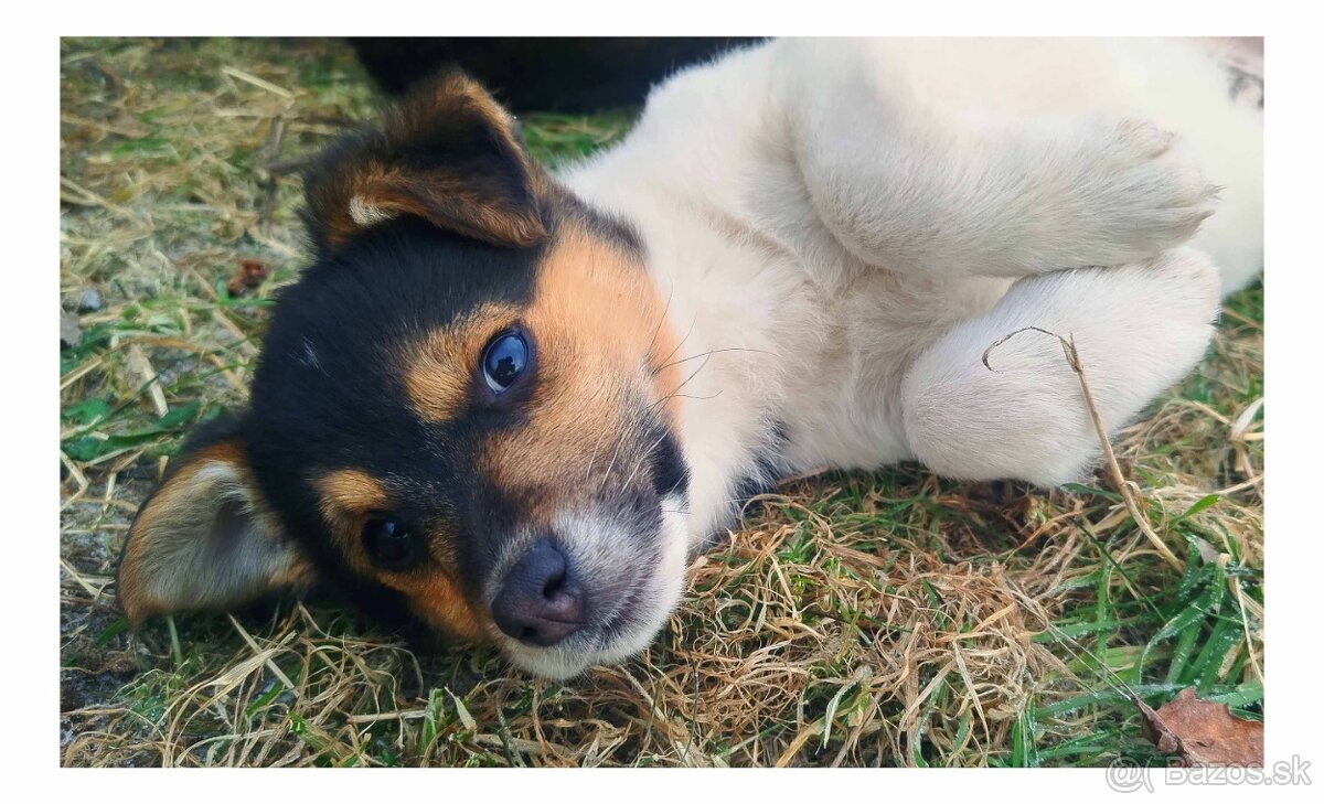 Predám šteniatko - 2